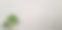野生植物背景图片下载