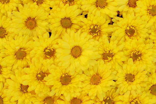 美丽的蒲公英作背景，花园里正盛开着黄色的花朵。图片下载