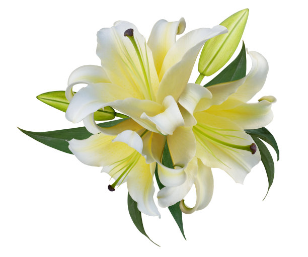 白色背景上孤立的黄色百合花束图片下载