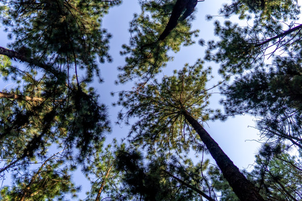 松树的树冠，远处是天空。图片下载