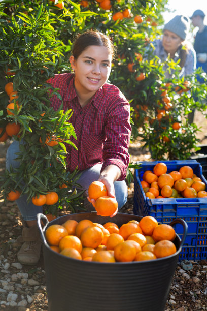阳光明媚的日子里，穿着格子衬衫微笑忙碌的年轻农妇在果园里采摘新鲜的橘子图片下载