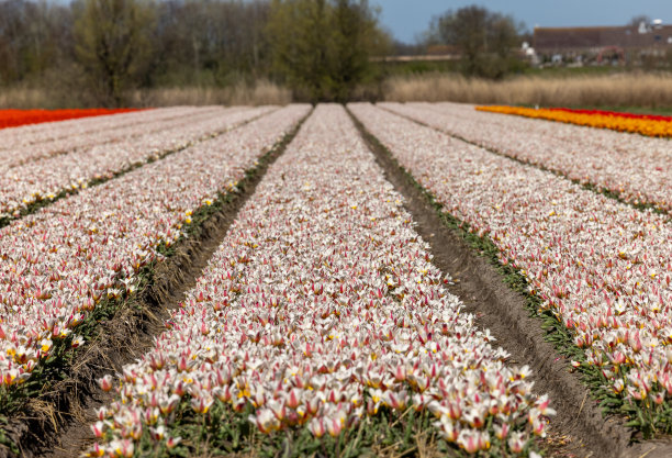 荷兰Lisse附近盛开的郁金香田图片下载