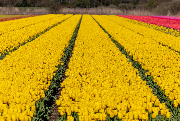 荷兰Lisse附近盛开的黄色水仙花图片下载