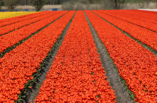荷兰Lisse附近盛开的郁金香田图片下载