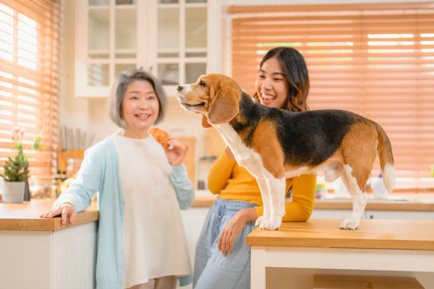 一只比格犬，白天在家里的地板上奔跑。图片下载