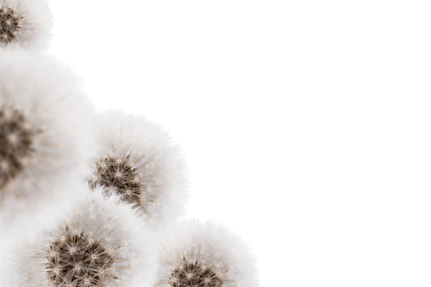 蓬松的蒲公英孤立在白色背景上，拷贝空间。图片下载