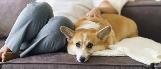 女人在家里和她的狗玩耍，可爱的柯基在客厅的沙发上。图片下载
