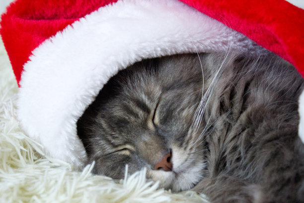 圣诞猫戴着红色的圣诞帽躺在家里轻软的格子上，宠物睡在床上，等待圣诞夜的装扮，横镜头，十二生肖。图片下载