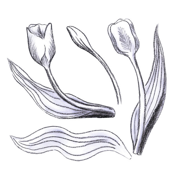 手绘黑色铅笔郁金香，芽和叶隔离在白色的背景。可用于明信片、标签、装饰。图片下载