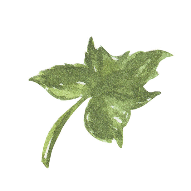 黄瓜叶和水彩孤立在白色的背景图片下载