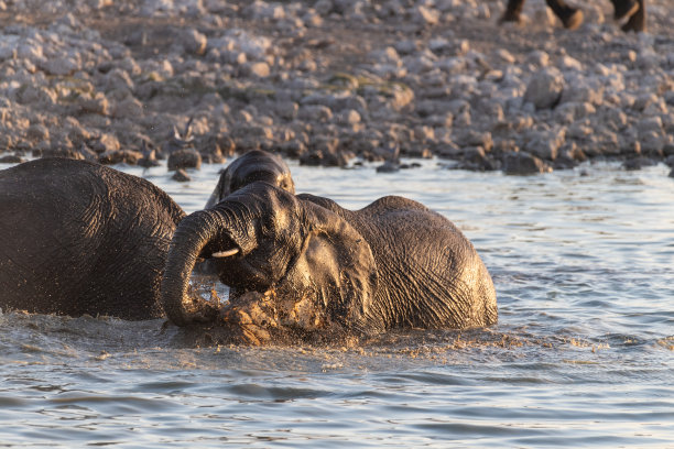 在埃托沙洗澡的大象图片下载