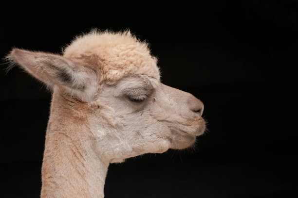 休息的羊驼(Lama pacos)，苍蝇靠近眼睛，黑色背景图片下载