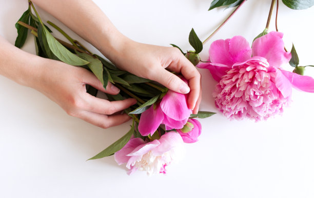 女性手中捧着粉红色的牡丹花。花组成。女性风格的库存图片。选择性对焦，模糊背景。春天的花。春天的背景。放文字的地方。图片下载