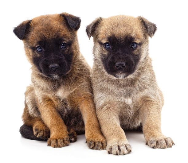 两只可爱的小狗。图片下载