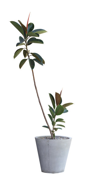现代室内植物榕树弹性勃艮第或橡胶植物在白色的花盆。最小的创意家居装饰概念孤立的白色背景与剪切路径。图片下载