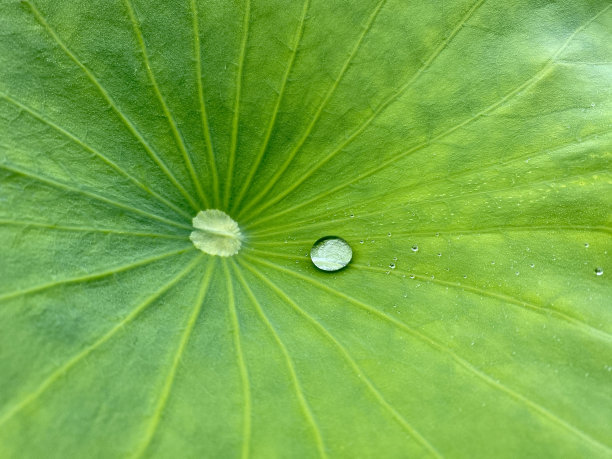 绿荷叶背景上的雨滴图片下载