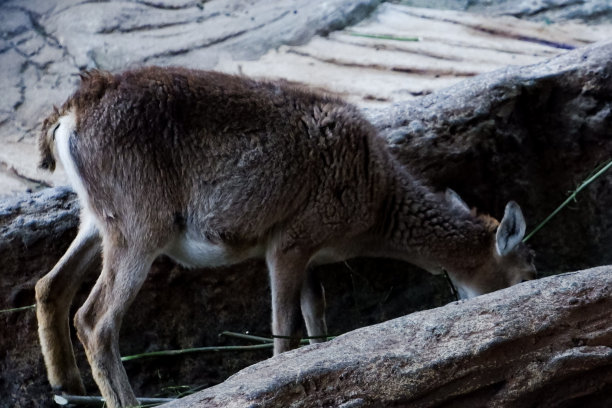 下午，摩夫伦羊在它们的围栏里散步时的选择性焦点。图片下载