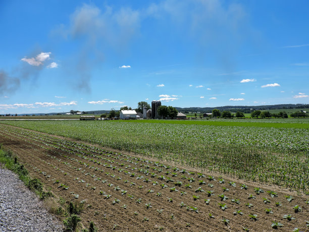 郁郁葱葱的绿色植物在农场周围的土路上整齐地生长。图片下载