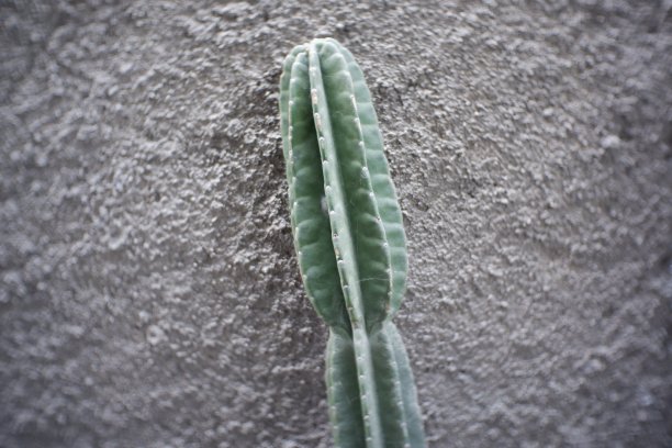 篱笆旁边长着一棵仙人掌。图片下载