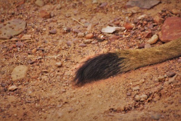 狮子的尾巴图片下载
