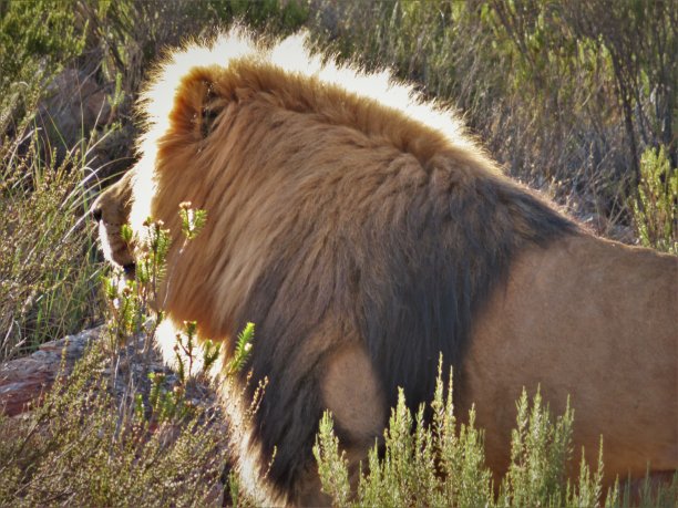 午后阳光下的狮子图片下载