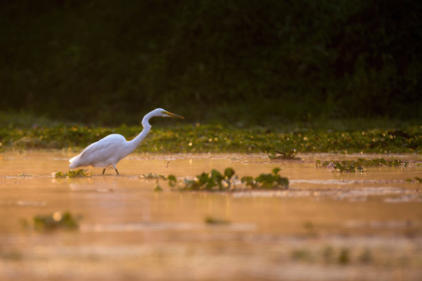 一只白鹭在纳拉亚尼河上日出，美妙的橙色气氛——尼泊尔图片下载