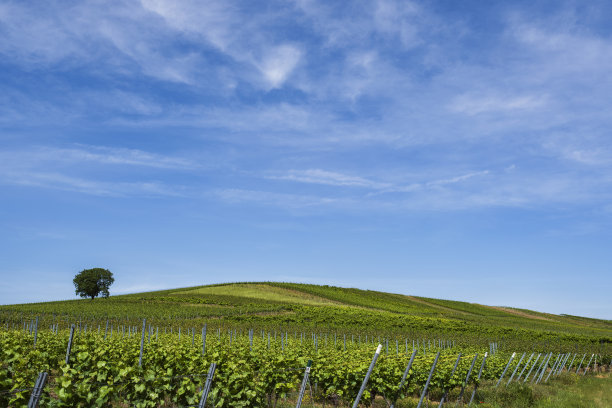 德国莱茵黑森州的葡萄园图片下载