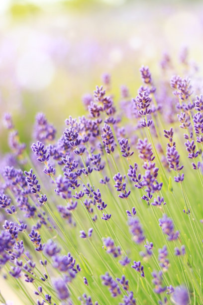薰衣草花选择性聚焦图片下载