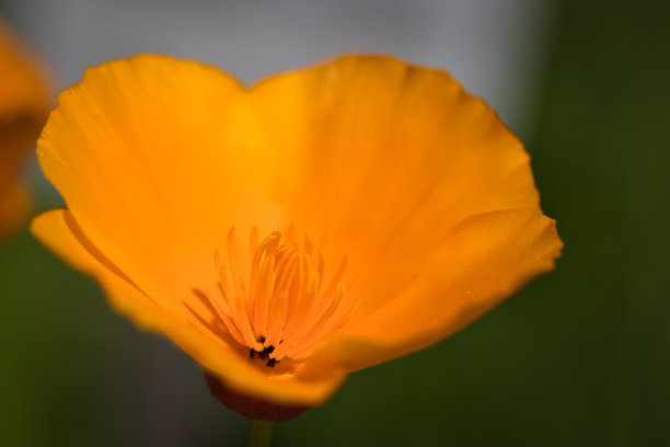 加州罂粟图片下载