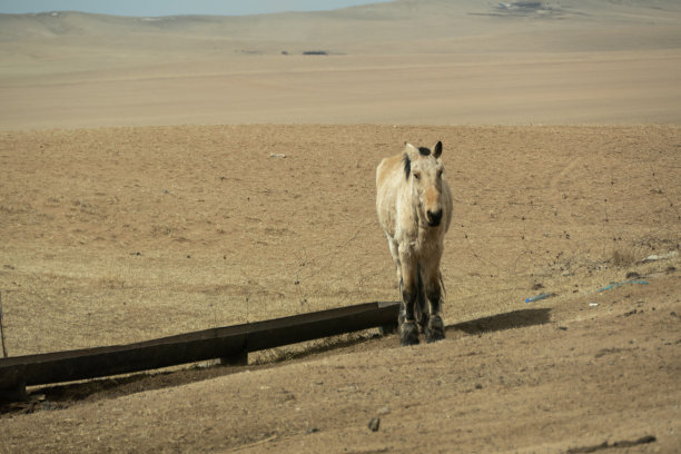 马对蒙古的自然牲畜图片下载