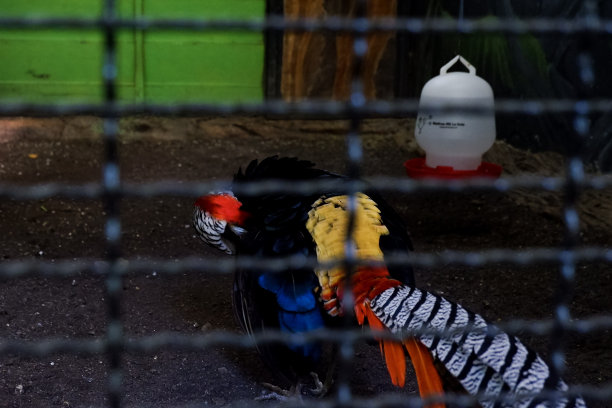 下午呆在笼子里的阿默斯特雉的选择性焦点。图片下载