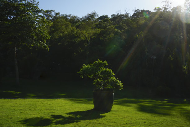 花盆里的树在享受阳光图片下载