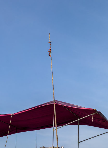 碧娥树(竹树)在蔡朗水上市场，独特的文化特色在江西，芹苴市图片下载