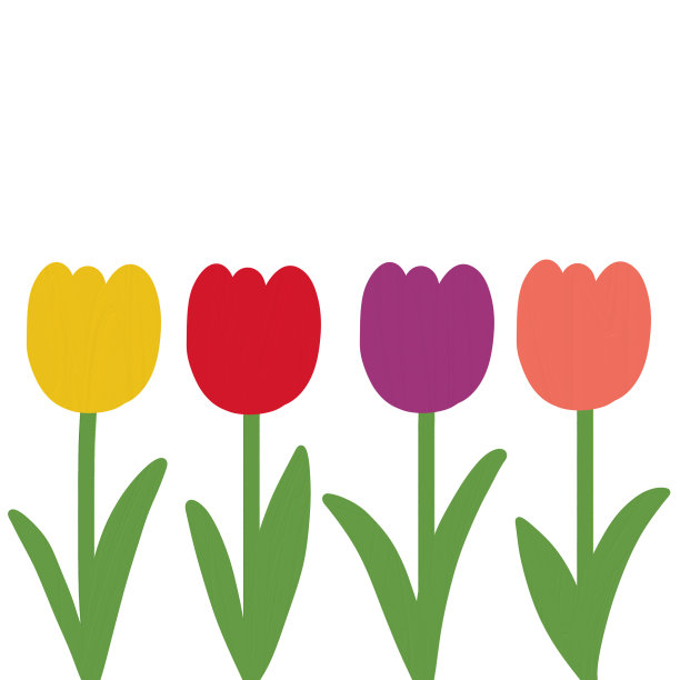 在白色背景上绘制各种颜色的郁金香，用于自然装饰和春天的概念图片下载