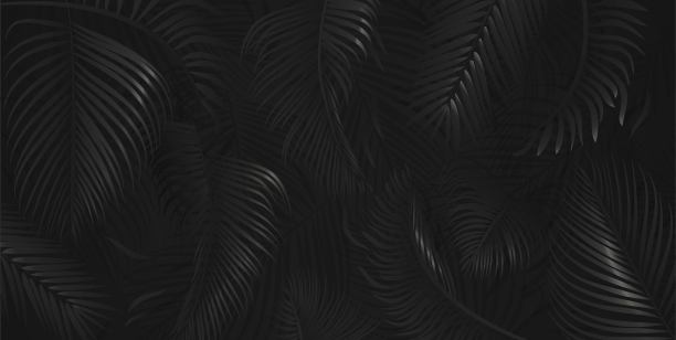 黑色背景上的黑色棕榈树叶子。图片下载