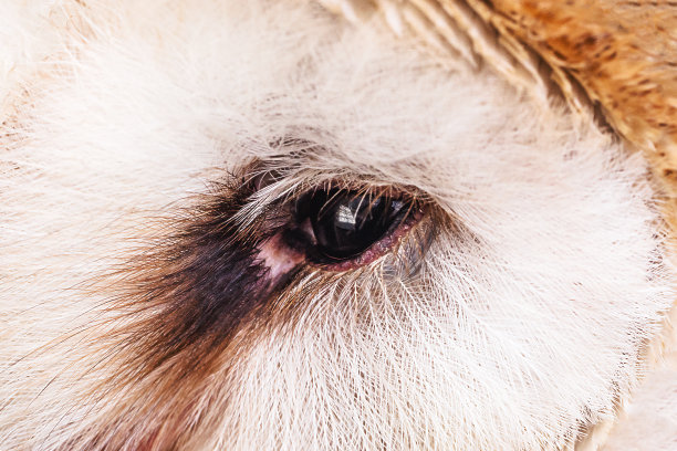 眼睛猫头鹰在微距摄影，高分辨率的婴儿猫头鹰照片。仓鸮(Tyto furcata或Tyto alba)，也被称为仓鸮，天主教猫头鹰和死亡裹尸布，这个物种属于仓鸮科。图片下载