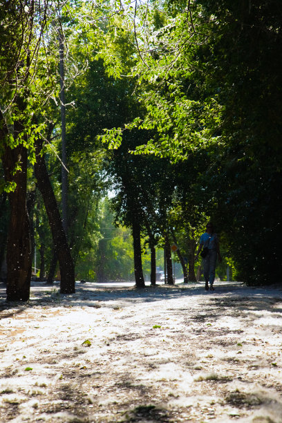 街上有很多白杨的绒毛，女人的剪影。人行道上一堆堆白杨树的绒毛，一片片的绒毛飘落。选择性对焦，照片嘈杂图片下载
