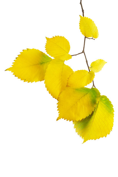 白色孤立背景上树枝上的黄叶。秋天。设计元素图片下载
