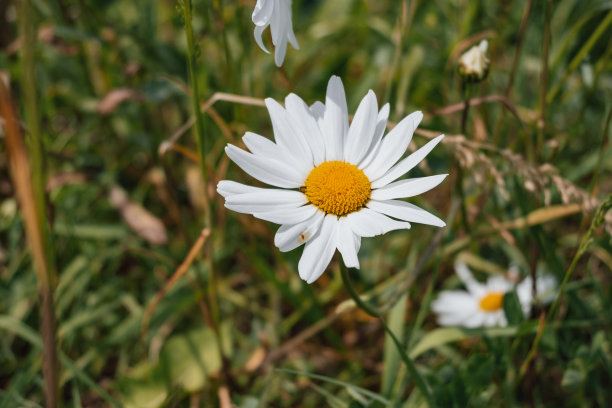 照片中，一朵白色的雏菊在深绿色的草丛中，略微失焦。图片下载