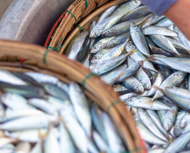 在越南广南省中部海岸，新鲜的鱼是渔民的海洋资源图片下载
