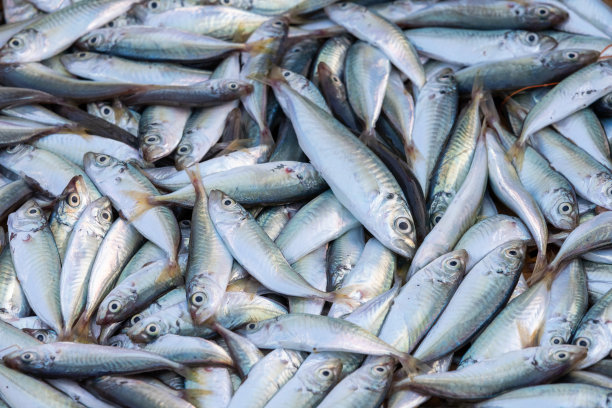 在越南广南省中部海岸，新鲜的鱼是渔民的海洋资源图片下载