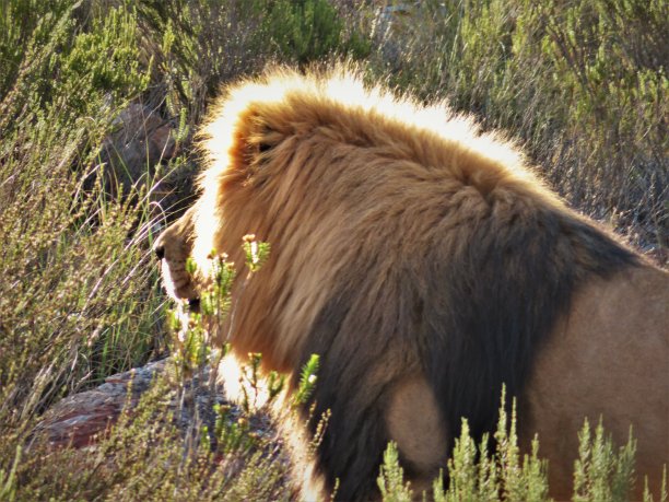 午后阳光下的狮子图片下载