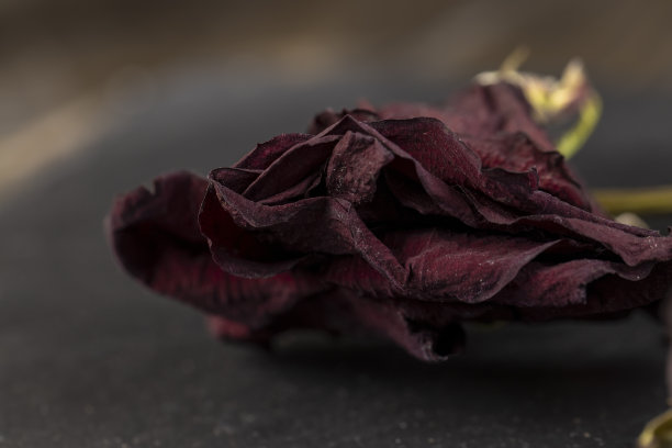 一朵干枯的玫瑰，上面有干花瓣上的碎屑图片下载