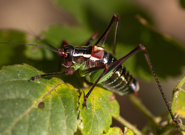 自然背景上的蚱蜢图像。昆虫。的动物。图片下载
