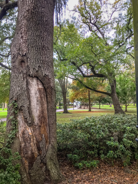 佐治亚州萨凡纳的福赛斯公园——穿过树林图片下载