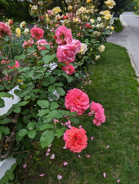 黄色和粉色的玫瑰花丛正在绽放图片下载