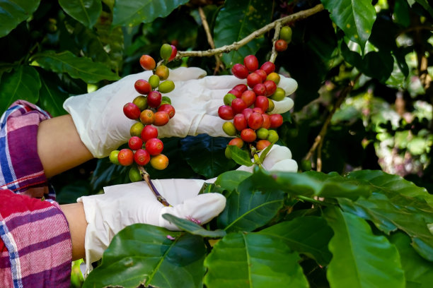 阿拉比卡咖啡的浆果与农家保持收割成熟的咖啡豆图片下载