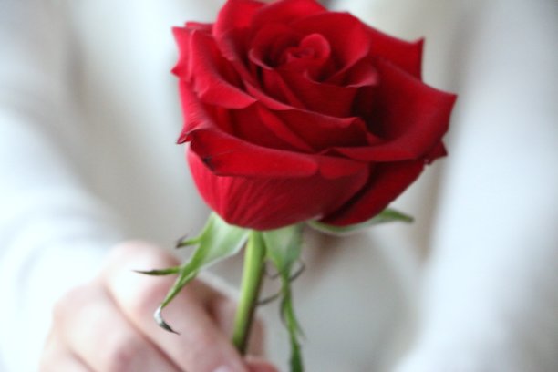 年轻女子穿着柔软的安哥拉毛衣，手持一枝长梗红玫瑰图片下载
