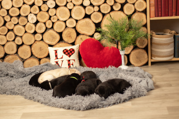 很多拉布拉多小狗睡在房间地板上的灰色地毯上图片下载