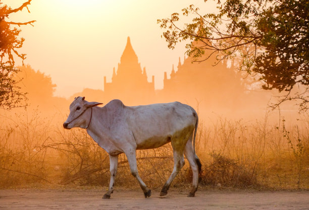 日落时分，牛在尘土飞扬的路上图片下载